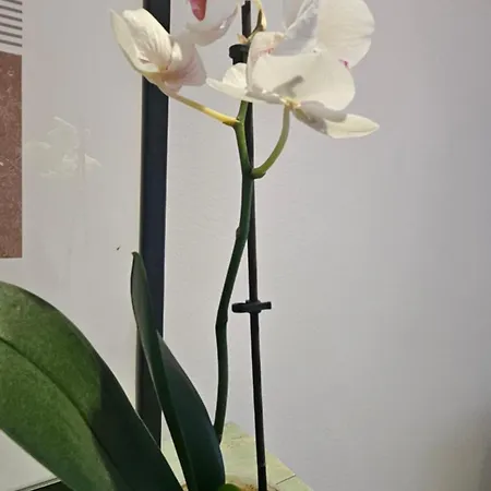 Vivienda En El Centro De La Ciudad *