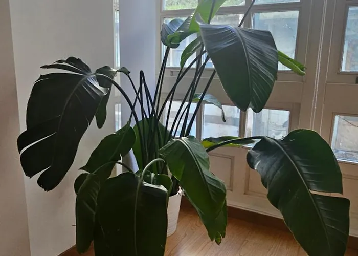 Vivienda En El Centro De La Ciudad Apartment *